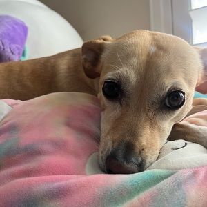 Meet your Posher, Ava